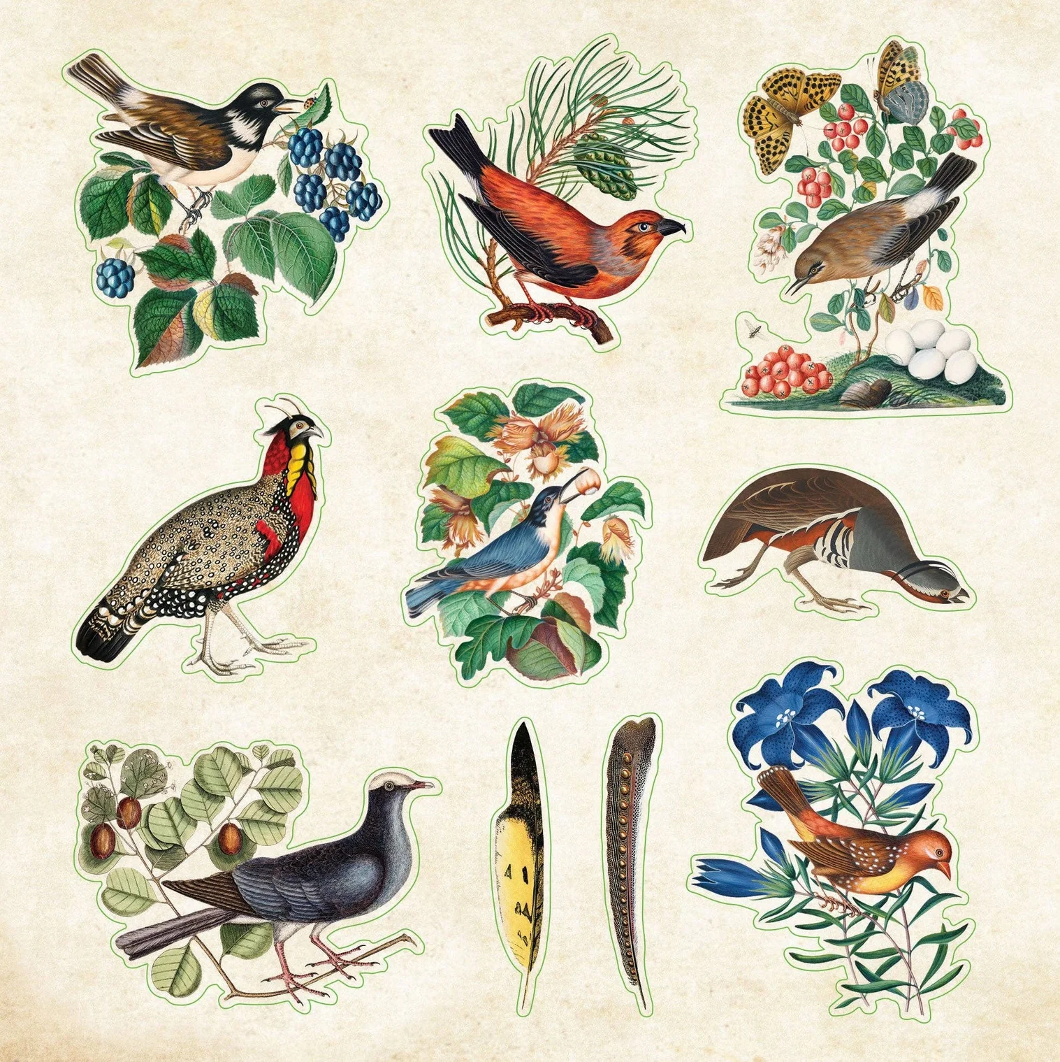 חוברת מדבקות Zoological Ephemera – תמונה 5